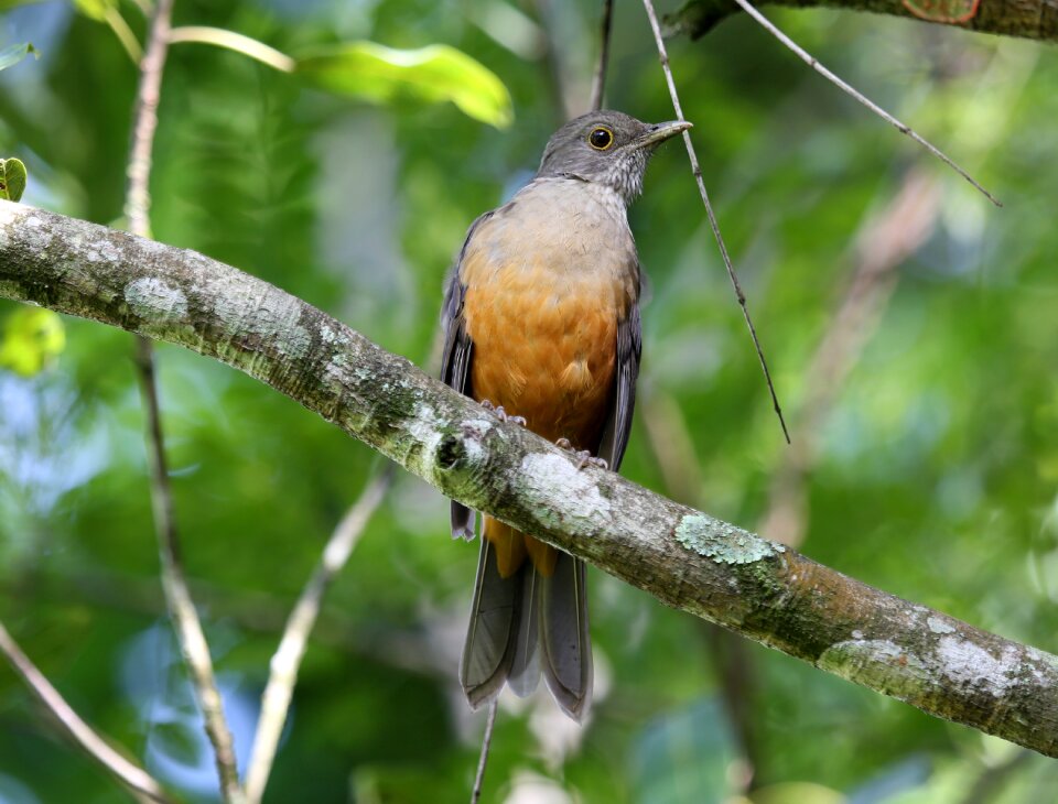 Colorful on the branch brazilian