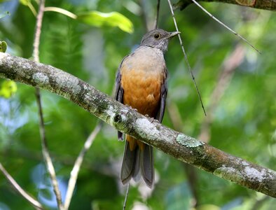 Colorful on the branch brazilian