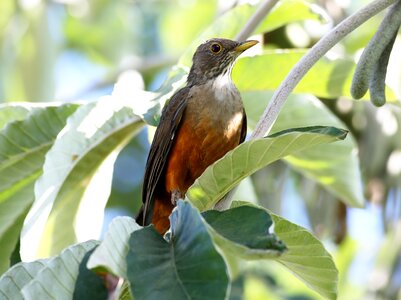 Colorful on the branch brazilian photo