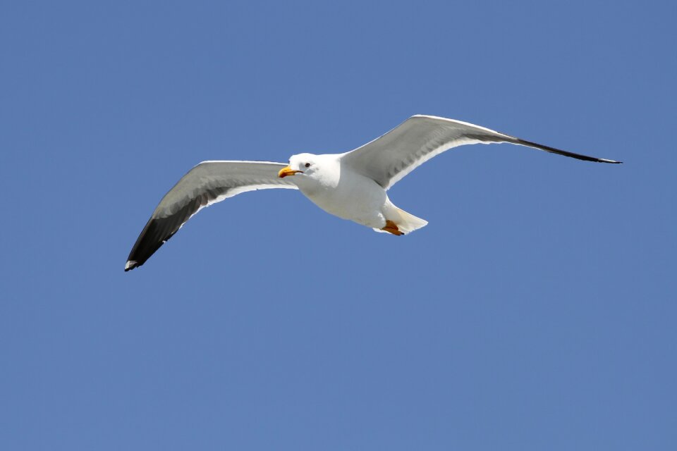 Sea large gull species photo