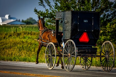 Buggy carriage vintage photo