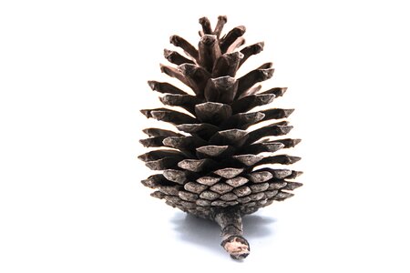 White white background free image
