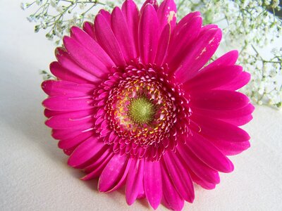Gerbera cut flower pink