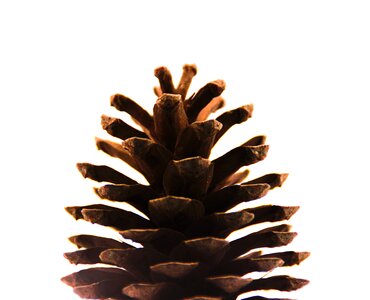 White white background free image