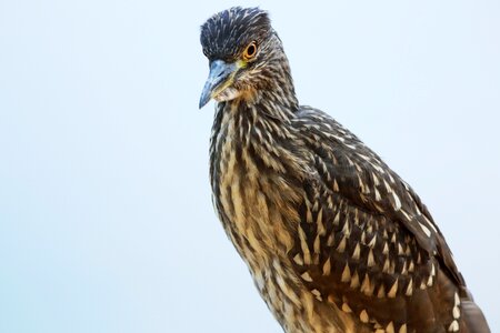 Big bird fish eater wild
