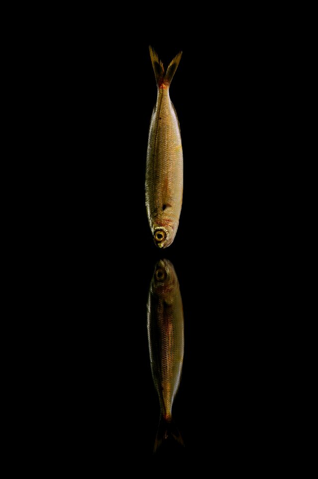Mullet cod trout