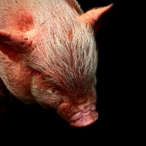 Piggy pink swine photo