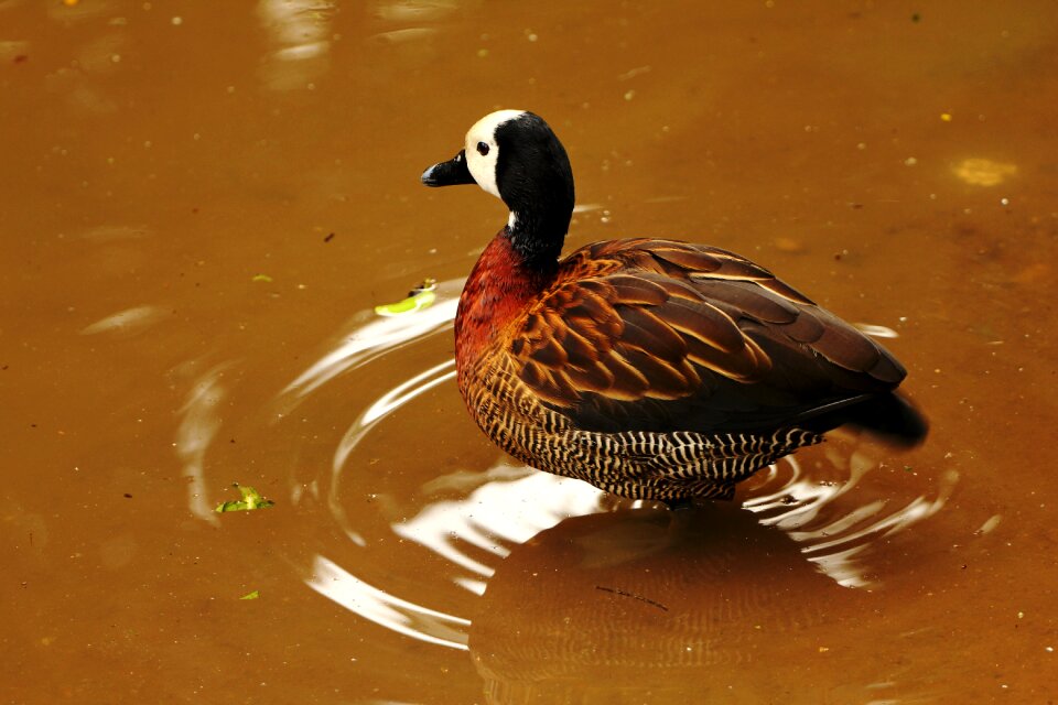 Lake waterfowl nature
