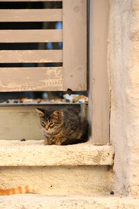 Close street kitty