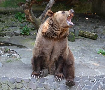 Animal beast the roar
