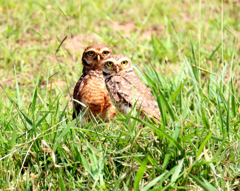 Nest hole bird of prey
