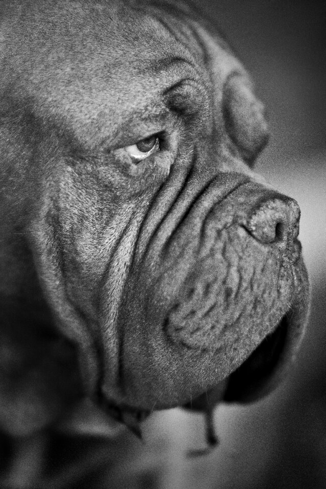 Black and white animal nature