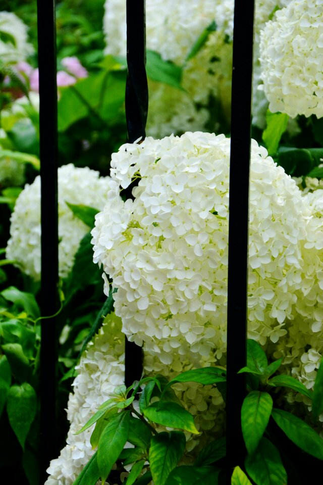 Garden fence flowers ornamental shrub