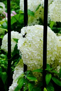Garden fence flowers ornamental shrub