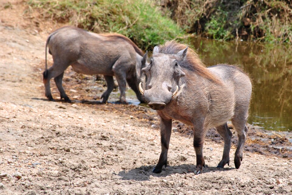 Tanzania africa national park