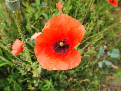 Bloom flower red poppy photo