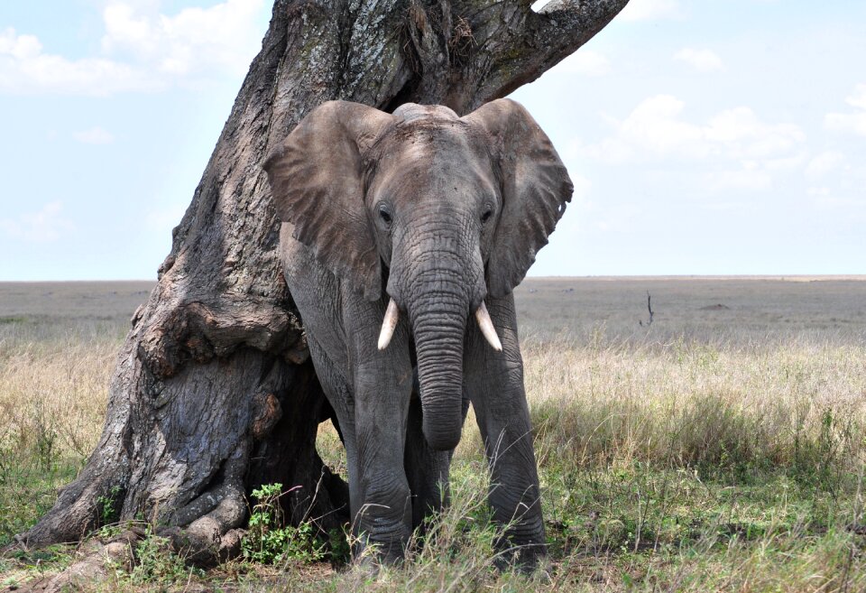 Tanzania national park african bush elephant