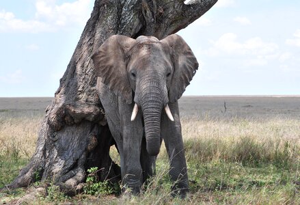 Tanzania national park african bush elephant