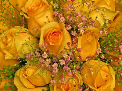 Flowers yellow florist photo