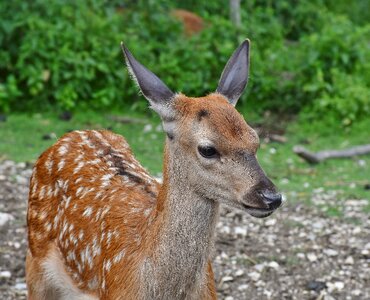 Wild forest red deer photo