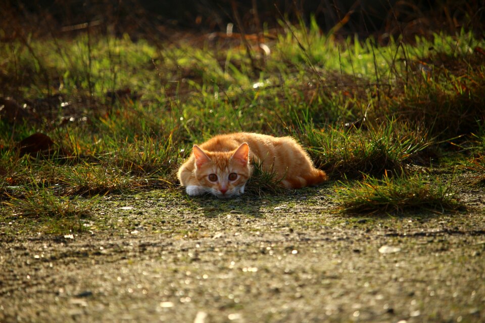 Red cat young cat mackerel