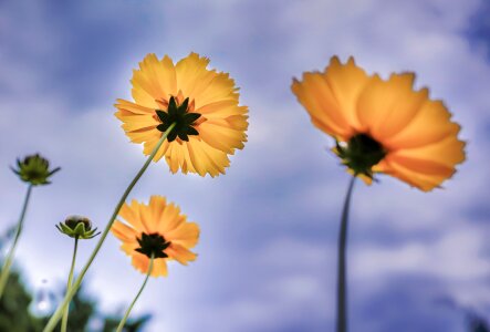 Flower yellow scenery photo