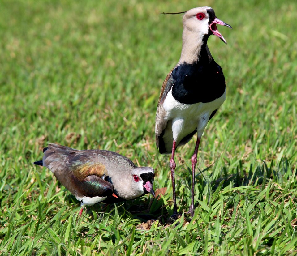Nest birds brasileira