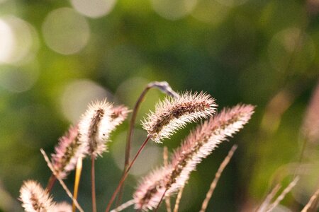 Grain cereals wild grain