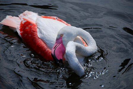 Zoo pink flamingo water photo
