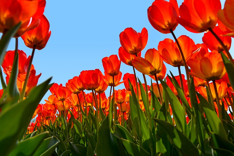 Plant nature flower