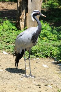 Heron bird zoo