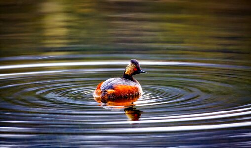 Bird pond lake photo