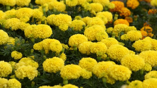 Flowers garden nature