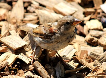 Sparrow bird animal photo