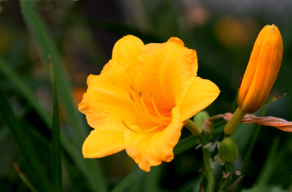 Flower natural twilight