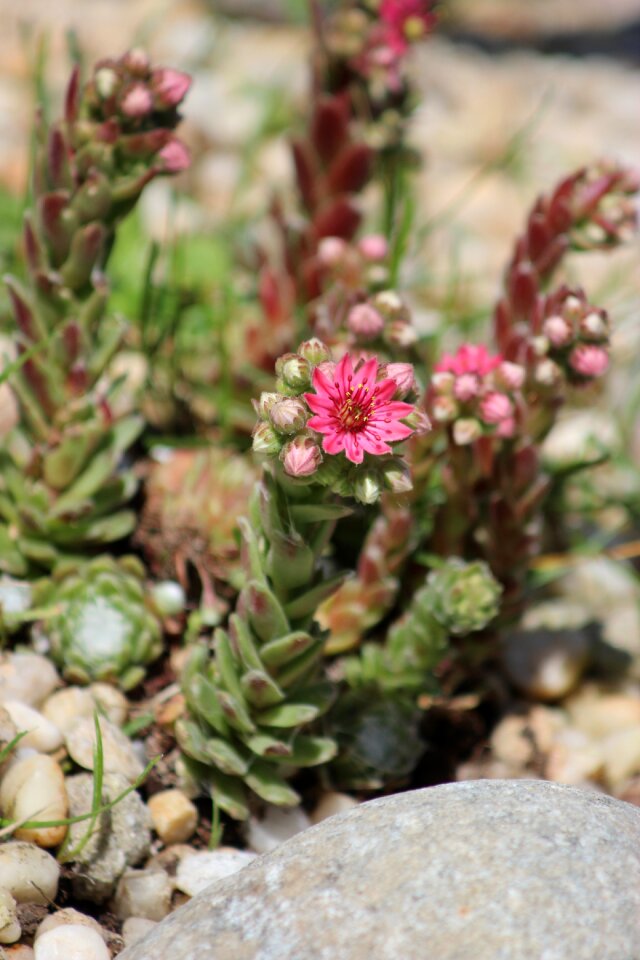 Flowers blooming rock