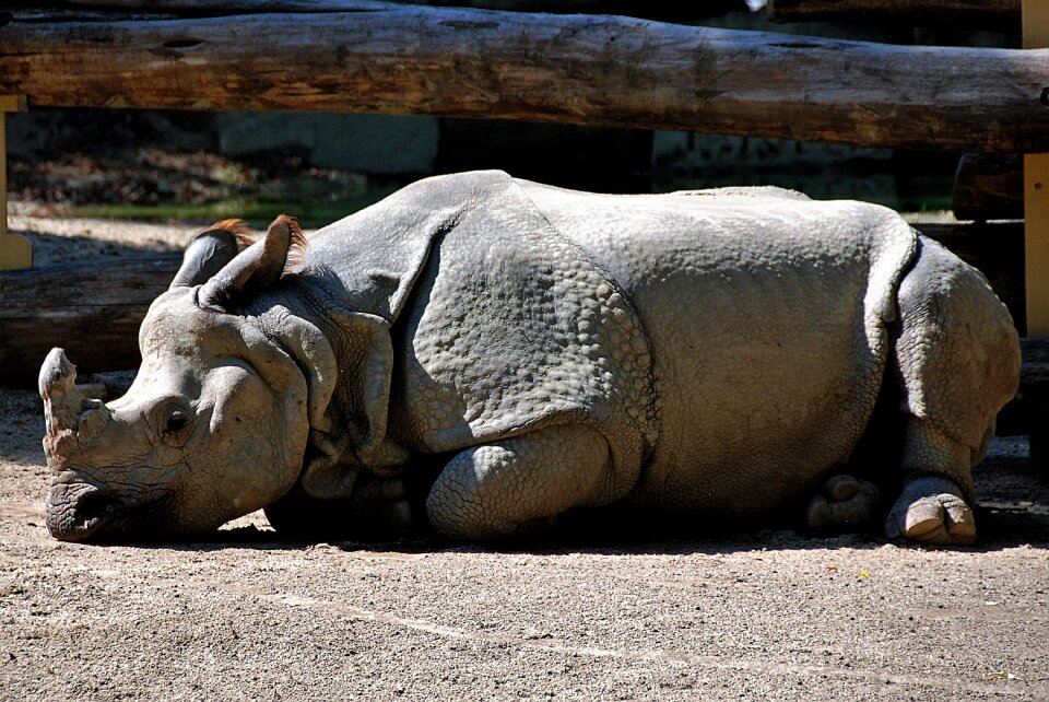 Zoo rest pause outdoor enclosures