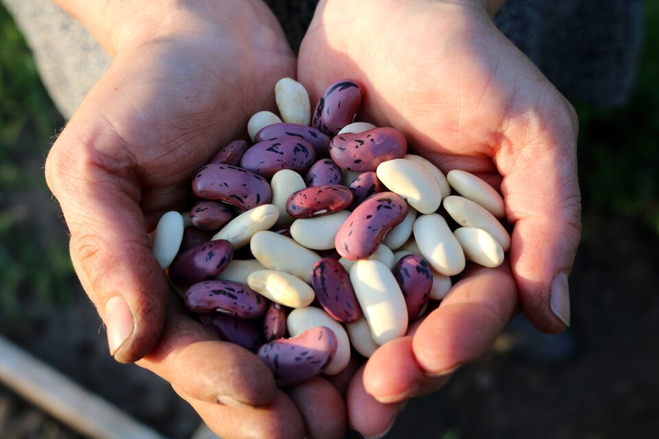 Daytime many bean
