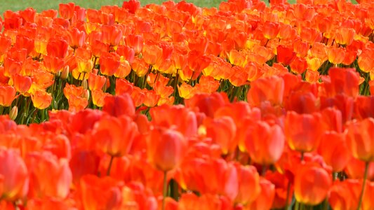 Plant nature flower