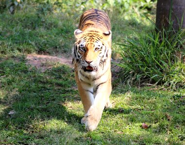 Looking walking feline photo