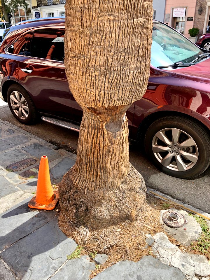 Palm Tree Base, Broad Street, French Quarter, Charleston, … 