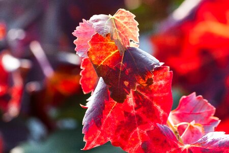 Vineyard plant autumn