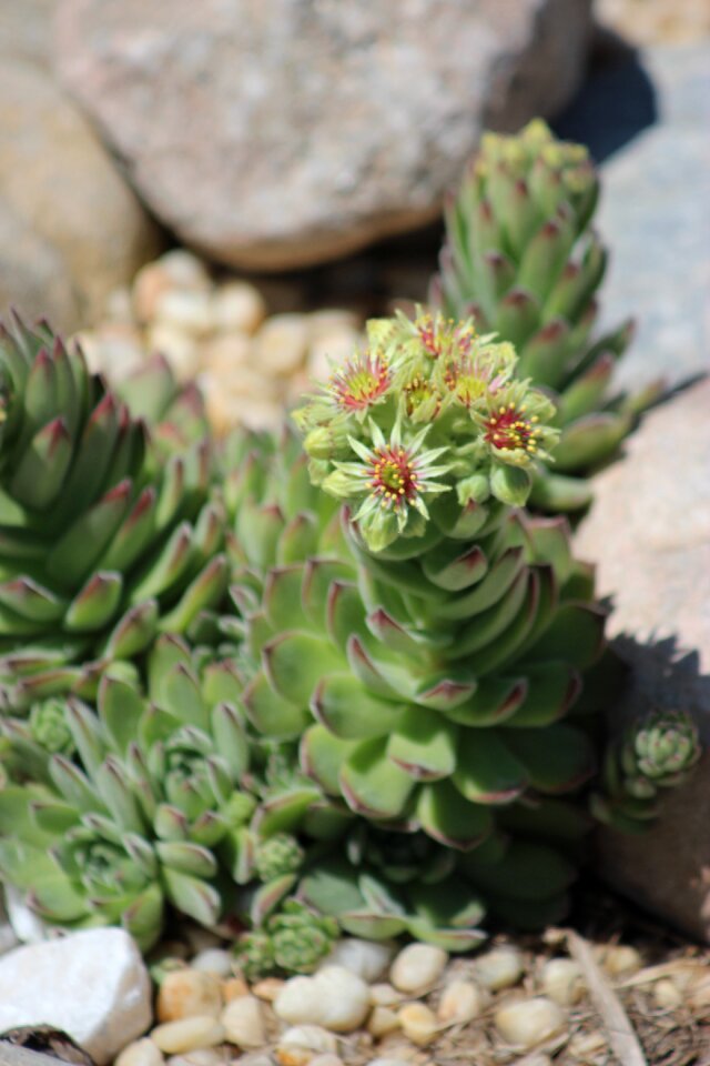 Green white botany