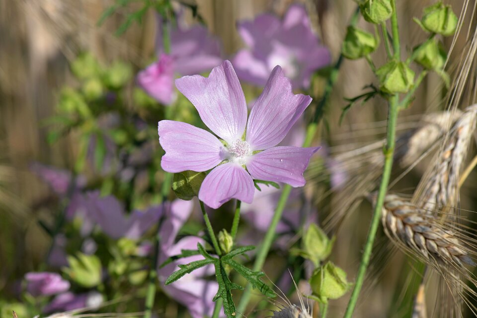 Blossom bloom nature