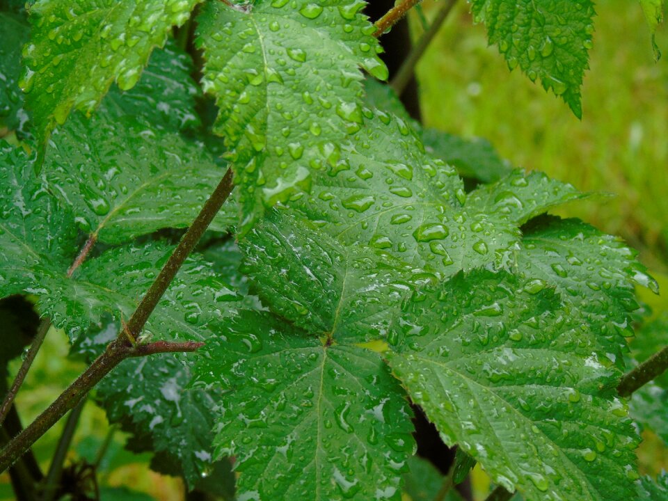 Leaf drops wet