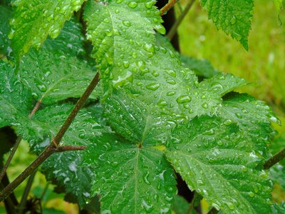Leaf drops wet