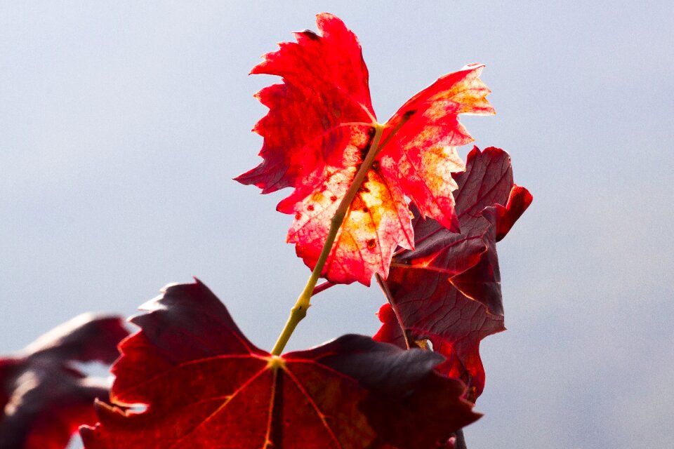 Vineyard plant autumn