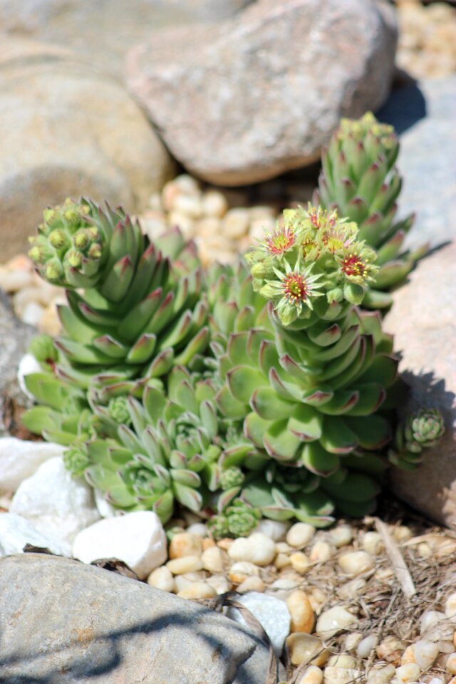 Green white botany