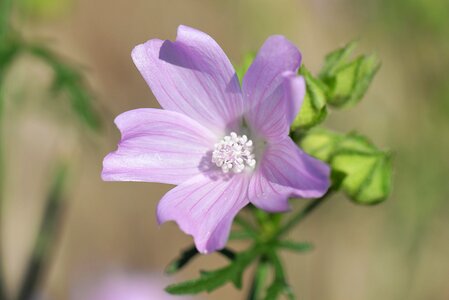 Wild flower blossom bloom