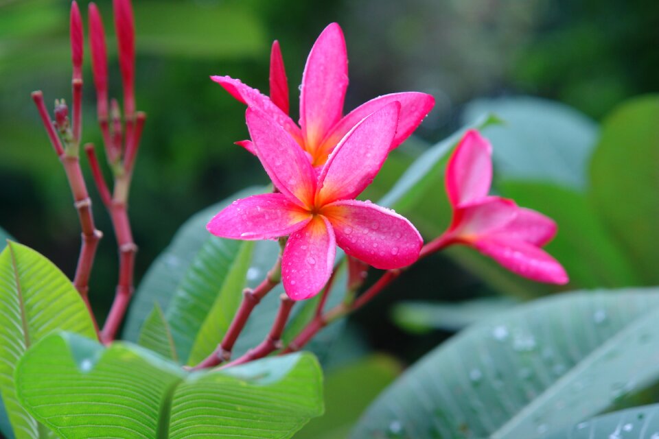 Pink flower nature tropical
